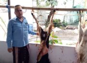 Berkah Hari Raya Idul adha 1445 H, Yayasan Kalimasadha Potong Kurban 5 Ekor Sapi, 3 Ekor Domba dan 2 Ekor Kambing