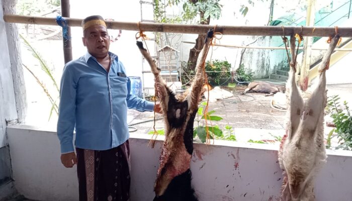 Berkah Hari Raya Idul adha 1445 H, Yayasan Kalimasadha Potong Kurban 5 Ekor Sapi, 3 Ekor Domba dan 2 Ekor Kambing