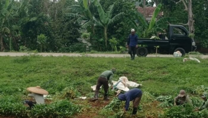 Pemkab Bogor dan Satgas Pengawal Indonesia Emas Konsisten Rawat Lahan Bomang, Optimalkan Pengelolaan.