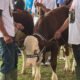 Kabupaten Bogor Jadi Titik Temu Peternak Dari Berbagai daerah.